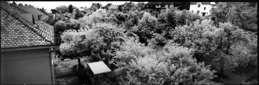 rain in the orchard  behind my house : a love song to josef sudek 1992 : Jay Colton Photography